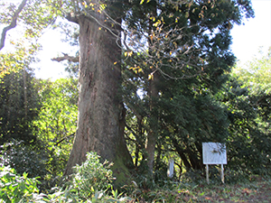 伊勢屋の大杉