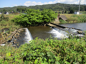 白岩川のアユ釣り