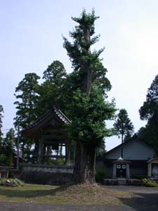 極楽寺の銀杏