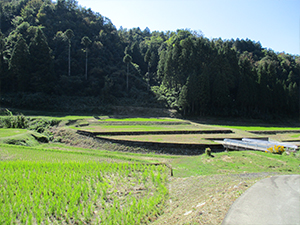 虫谷の田園風景